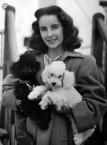 Elizabeth Taylor Poodle Dog